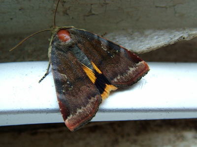 Lesser Broad-bordered Yellow Underwing